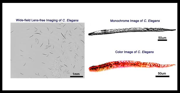 Color and Monochrome Lensless On-chip Imaging of Caenorhabditis Elegans Over a Wide Field-of-View