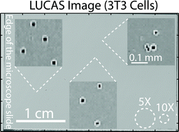 Ultra wide-field lens-free monitoring of cells on-chip